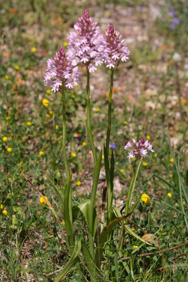 Ultime orchidee per quest''anno - Dalla Grecia con passione